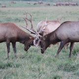 Schmidt Ranch - Elk