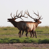 Schmidt Ranch - Elk