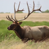 Schmidt Ranch - Elk