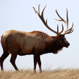 Schmidt Ranch - Elk