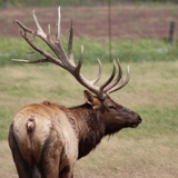 Schmidt Ranch - Elk