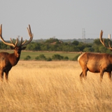 Schmidt Ranch - Elk