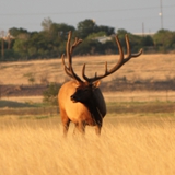 Schmidt Ranch - Elk