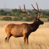 Schmidt Ranch - Elk