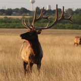 Schmidt Ranch - Elk