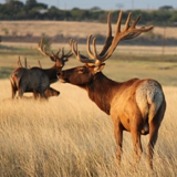 Schmidt Ranch - Elk