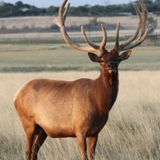 Schmidt Ranch - Elk