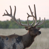 Schmidt Ranch - Elk