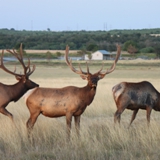 Schmidt Ranch - Elk