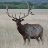 Schmidt Ranch - Elk