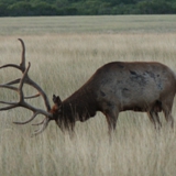 Schmidt Ranch - Elk